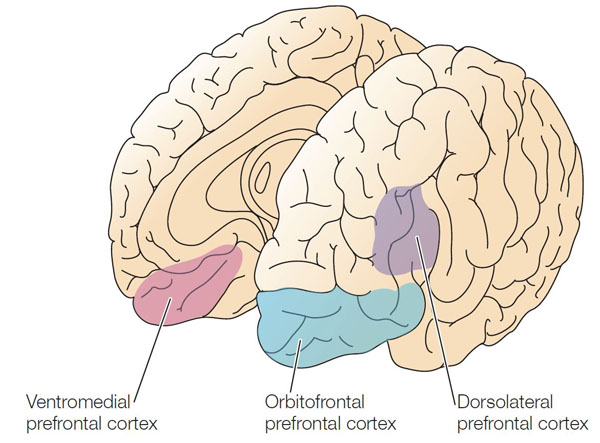 Ventromedial Prefrontal Cortex And Orbitofrontal Cortex